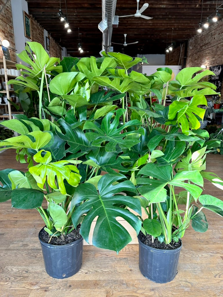 Monstera Deliciosa