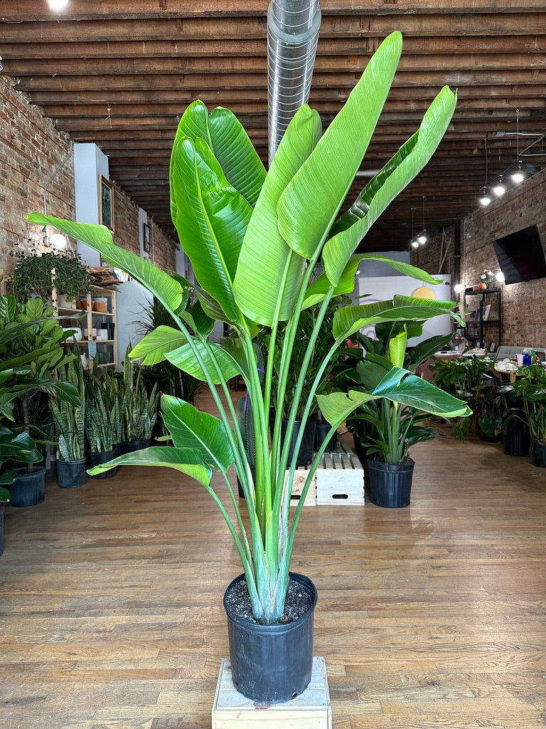 Bird of Paradise - 14" Pot