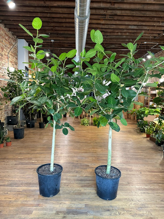 Ficus Audrey - 14" Pot