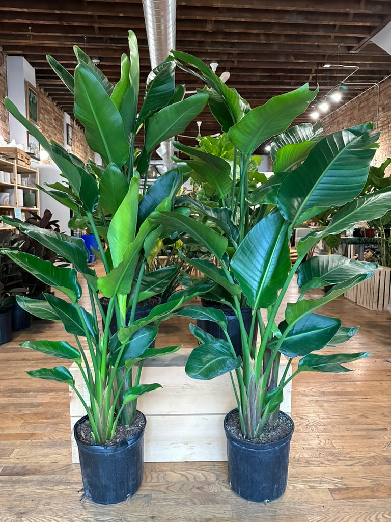 Bird of Paradise - 10" Pot