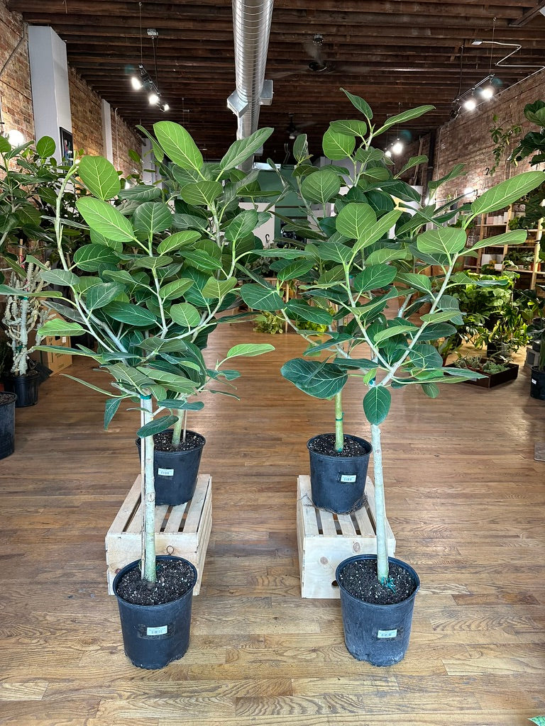 Ficus Audrey - 10" Pot