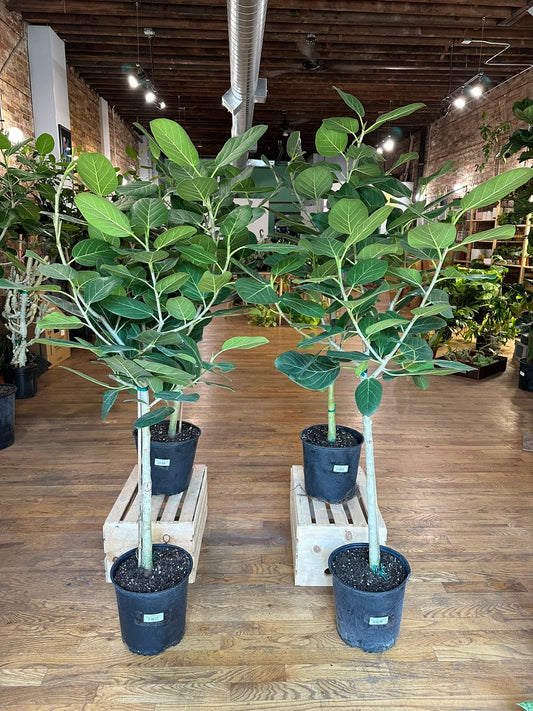 Ficus Audrey - 10" Pot