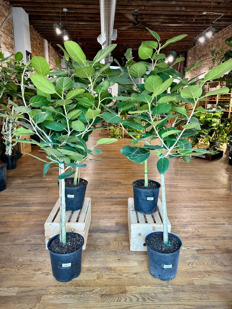 Ficus Audrey - 10" Pot