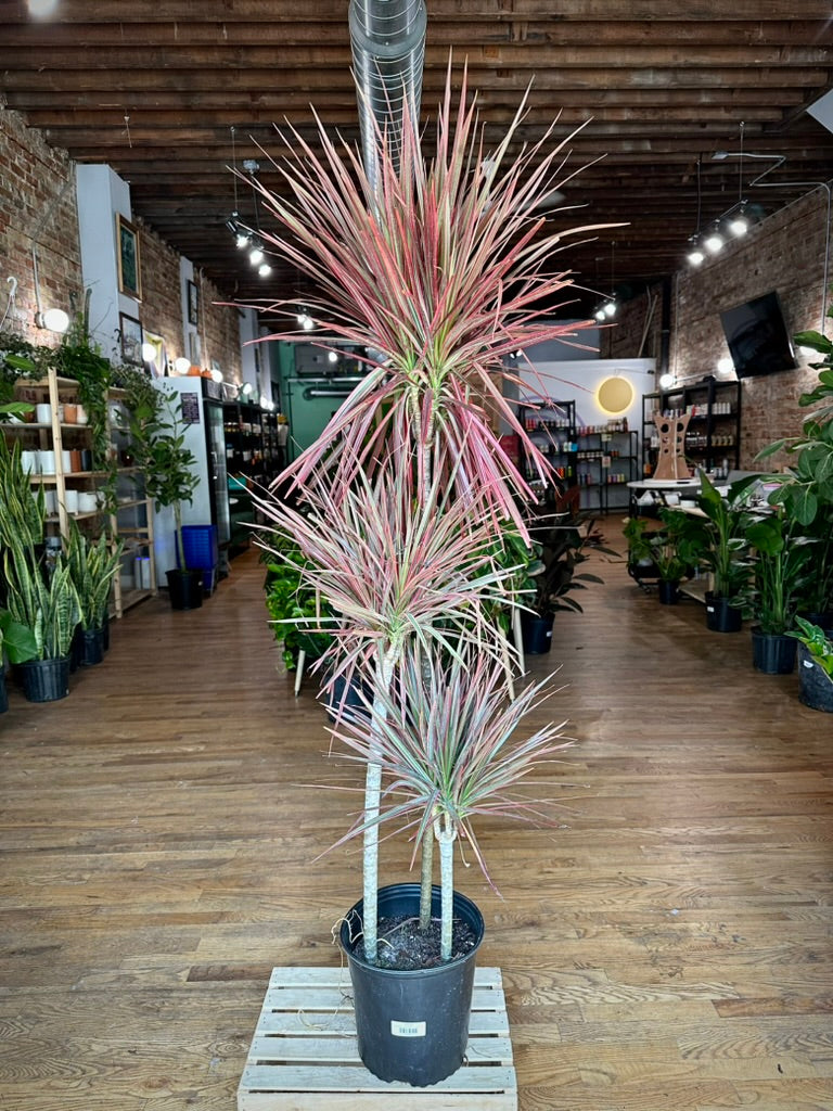 Dracaena "Colorama" - 10" Pot