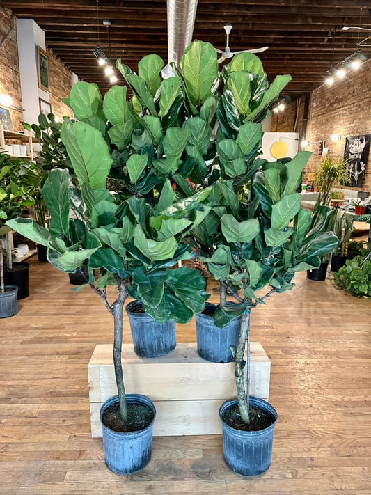 Ficus "Fiddle Leaf Fig" - 10" Pot