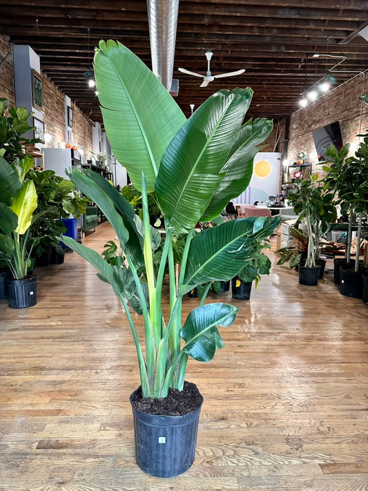 Bird of Paradise - 14" Pot