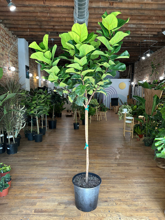 Ficus "Little Fiddle" - 14" Pot